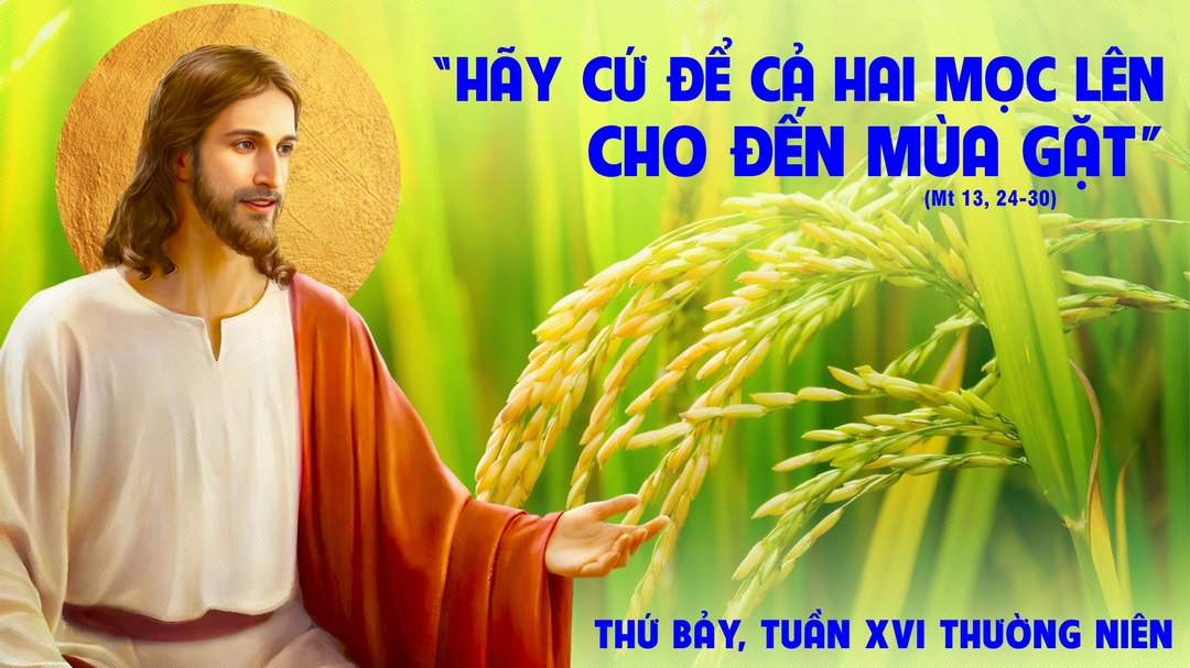 Suy Niệm Lời Chúa | Thứ Bảy Tuần XVI Mùa Thường Niên | Mt 13,24-30 | Phút Cầu Nguyện
