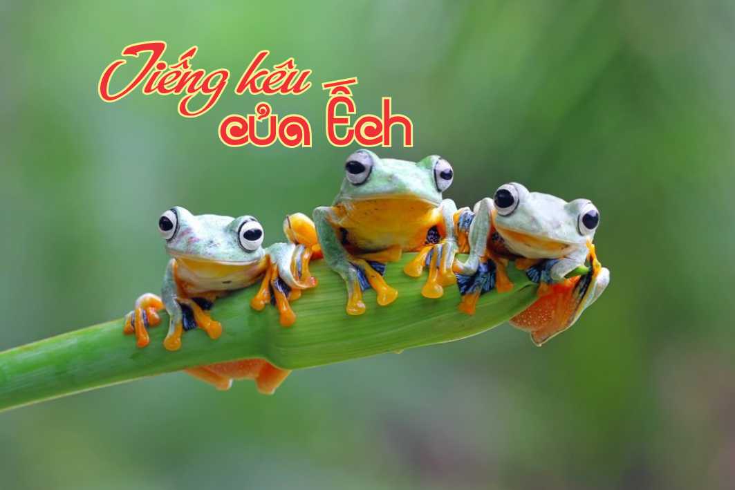 Lẽ Sống: Tiếng Kêu Của Ếch