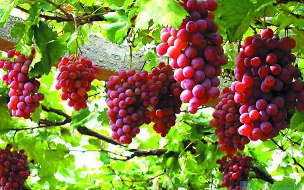 Thứ Bảy Tuần XVIII TN - Sự chết làm trổ sinh hoa trái