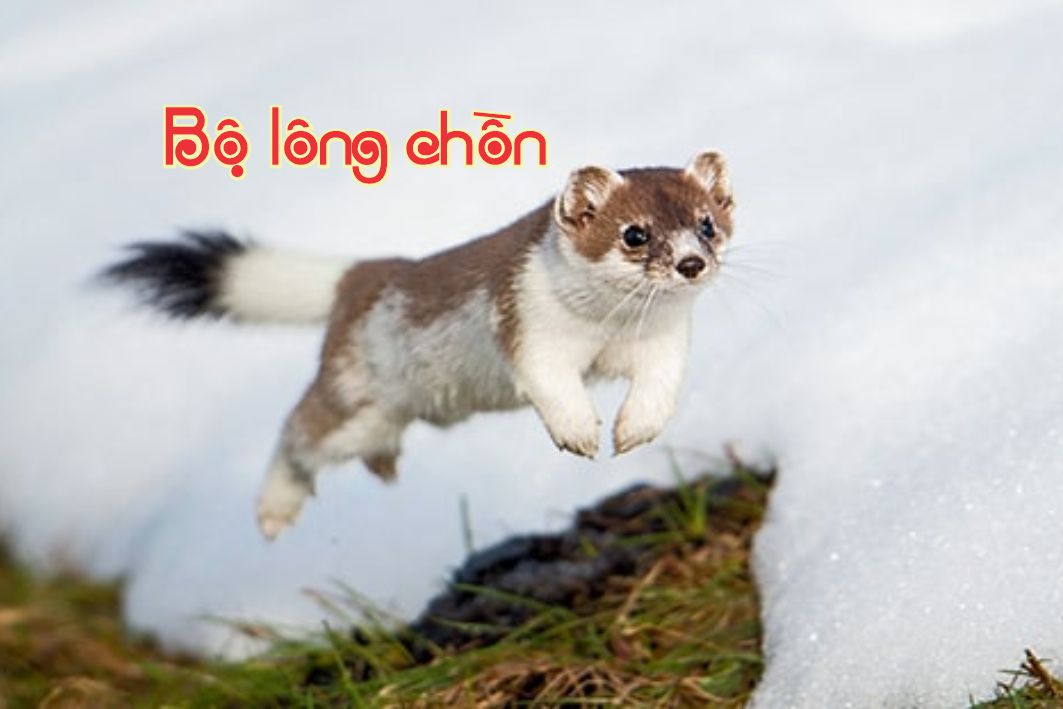Lẽ Sống: Bộ Lông Chồn