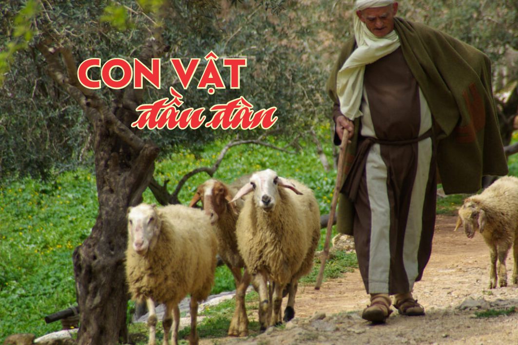 Lẽ Sống: Con vật đầu đàn