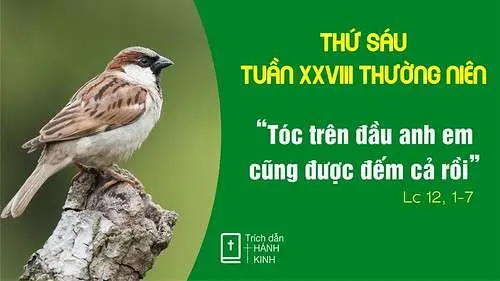 Chú Giải Tin Mừng Thứ Sáu Tuần XXVIII Mùa Thường Niên (Lc 12,1-7) | Giáo Phận Phú Cường