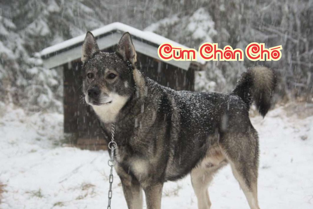 Lẽ Sống: Cùm Chân Chó