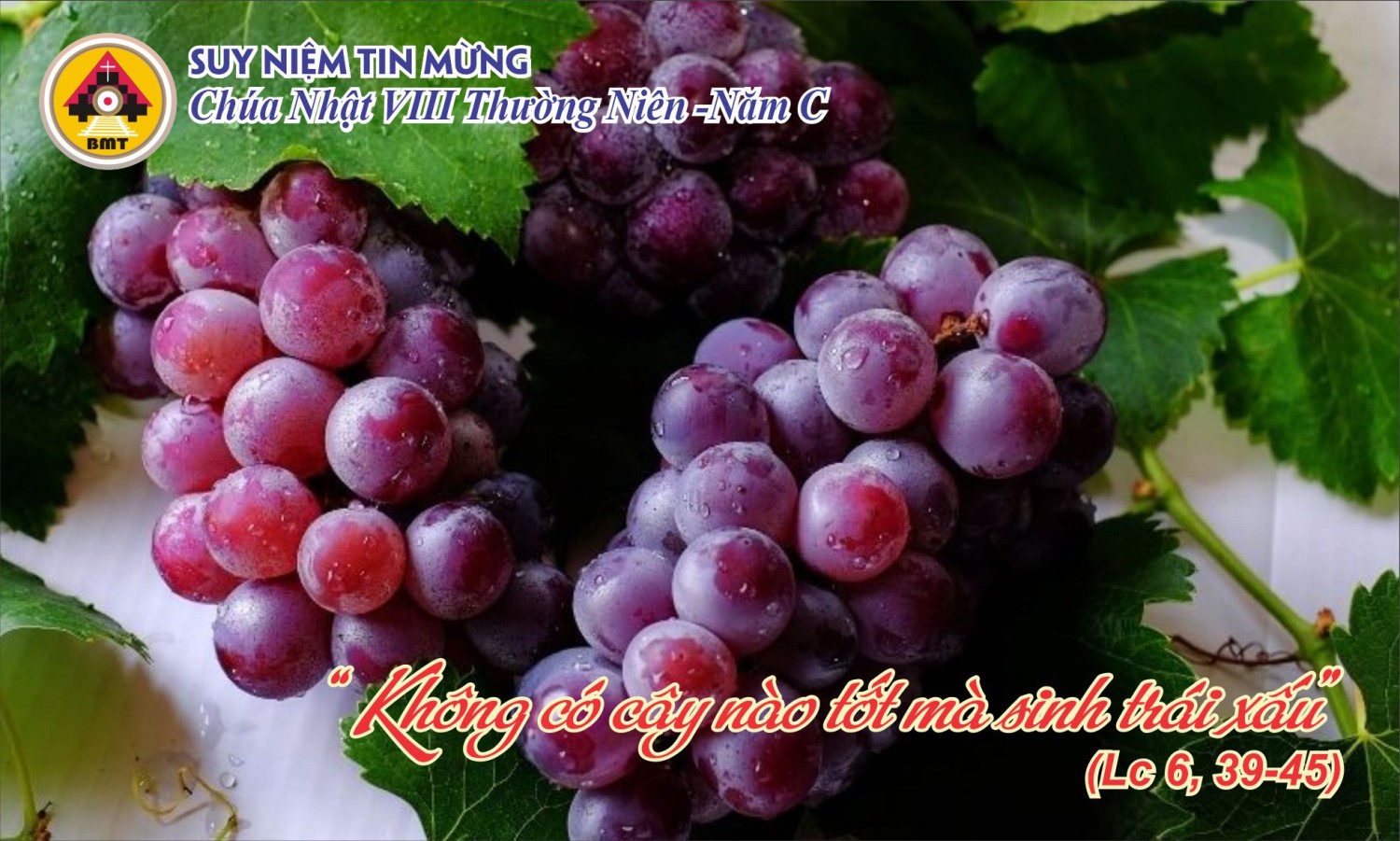 Suy Niệm Tin Mừng Chúa Nhật VIII Thường Niên -Năm C