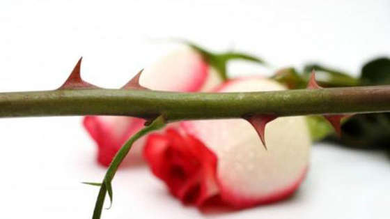 Câu chuyện hoa hồng và cái gai