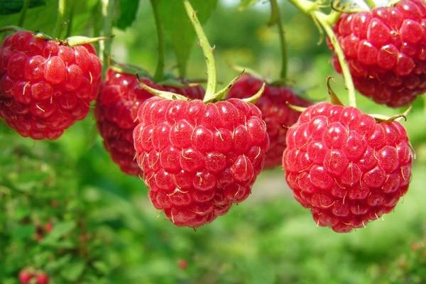 5 Phút Lời Chúa mỗi ngày: XEM QUẢ BIẾT CÂY