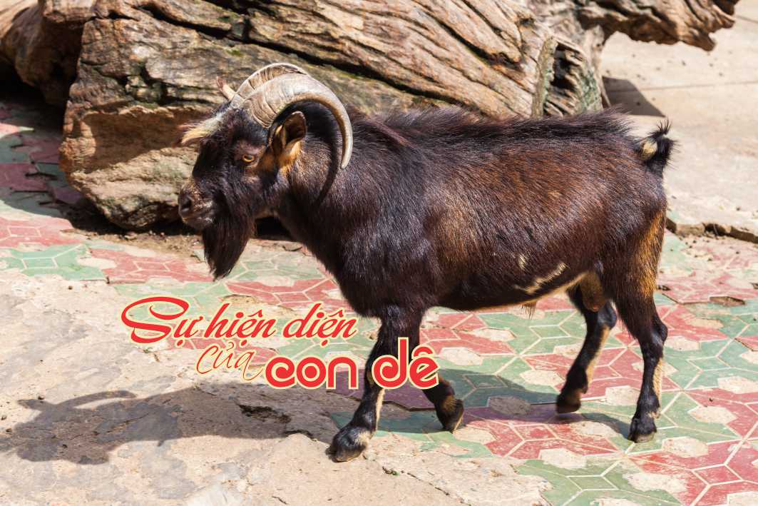 Lẽ sống: Sự hiện diện của con dê