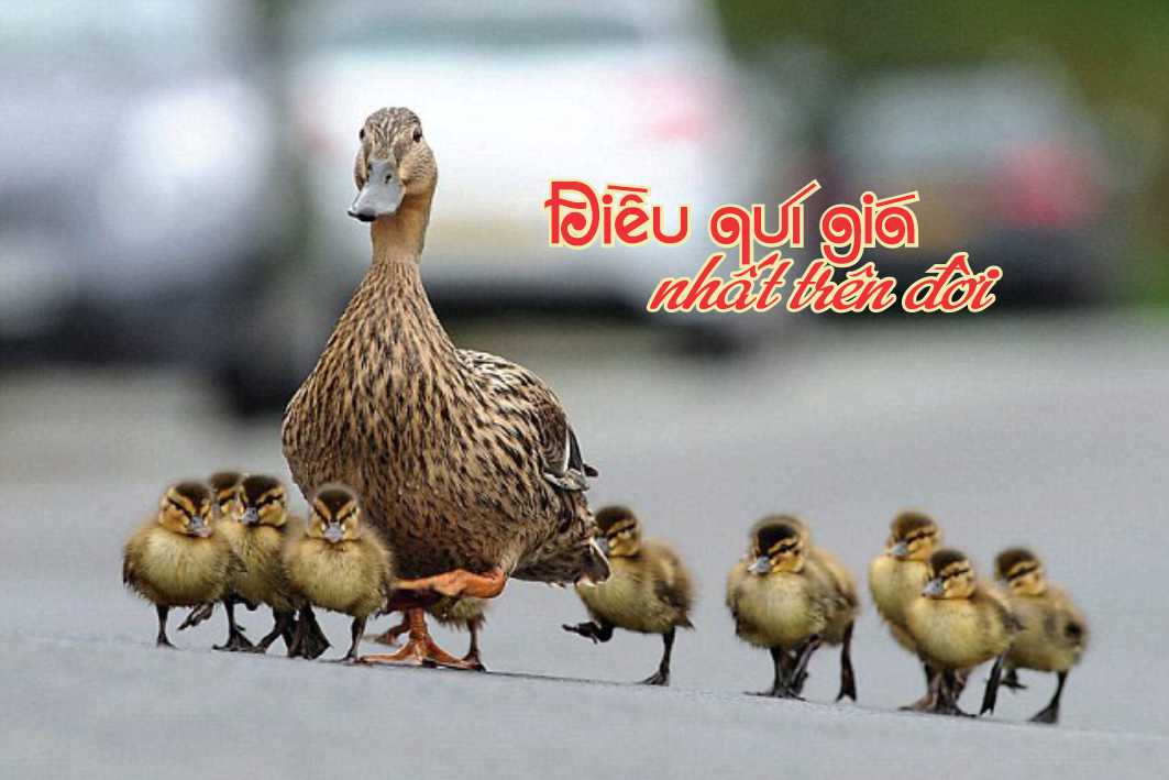 Lẽ Sống: Ðiều Quý Giá Nhất Trên Ðời