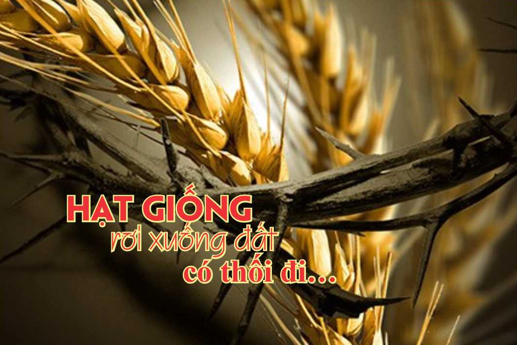 Lẽ Sống: Hạt Giống Rơi Xuống Ðất Có Thối Ði...